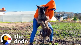 Dog Found Paralyzed In A Field Reunites With Rescuer A Year Later  The Dodo [upl. by Gasperoni916]