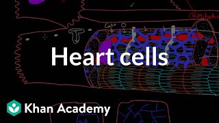 Heart cells up close  Circulatory system physiology  NCLEXRN  Khan Academy [upl. by Stonwin]