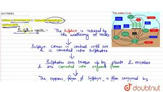 Define sedimentary cycle  Describe phosphorus or sulphur cycle  12  ECOSYSTEM  BIOLOGY  SA [upl. by Eitirahc40]