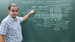 Blood vascular system of BranchiostomaAmphioxus [upl. by Khalid39]