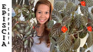 Episcia Cupreata House Plant Care 101 🌿  A girl with a garden [upl. by Lalla]