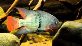 North amp Central American Cichlids in the Display Aquarium Vieja maculicauda episode 3 [upl. by Teirtza224]