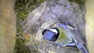 Garden Bird Parus Major Nest Building [upl. by Godiva]