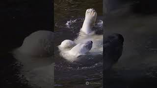 Polar Bears The Giants of the Arctic [upl. by Threlkeld]