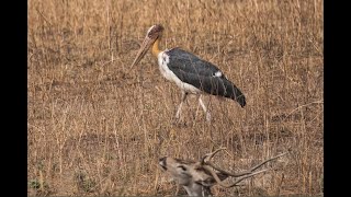 Lesser adjutant Stork [upl. by Faye]