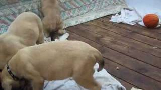 English mastiff puppies 10 weeks old [upl. by Aiderfla838]