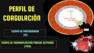 HEMOSTASIA  TIEMPO DE PROTROMBINA TP  TIEMPO DE TROMBOPLASTINA PARCIAL ACTIVADO TTPa [upl. by Leyla]