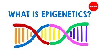 What is epigenetics  Carlos GuerreroBosagna [upl. by Harper158]