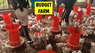 How to Start a 500 Chicken Farm on a Low Budget [upl. by Hannasus14]