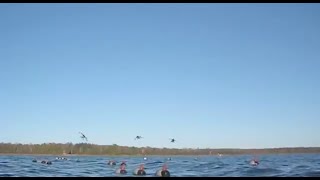 Diver Hunting Layout Boat  Redheads all over [upl. by Martino]