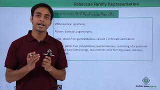 Class 11th – Floral Formula – Fabaceae Family Representation  Tutorials Point [upl. by Gnuh]