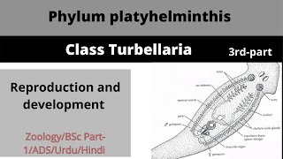 Class Turbellariaphylum platyhelminthisReproduction and development [upl. by Killarney733]