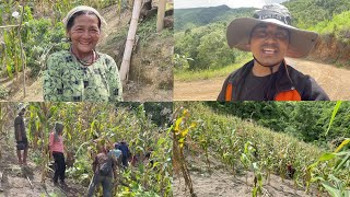 KHOLARKIDNEY BEANS CULTIVATION IN MY VILLAGE  WHOLE COLONY SINGING FOLK SONG AND WORKING [upl. by Seni422]