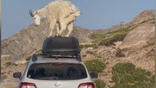 Mountain Goats Caught Stomping on Hikers Car [upl. by Blatt]