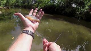 Tenkara Fly Fishing for Bluegills  Small stream fishing in Tennessee [upl. by Werdma547]