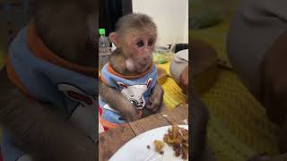 Adorable Baby Monkey Eats Happily – Watch the Cuteness [upl. by Roybn591]