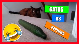 Gatos asustados por pepinos 🥒🙀✨ [upl. by Torie]