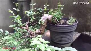 Bonsai lohansung dewandaru anting putri [upl. by Myrah]