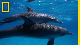 Heres What We Know About Dolphin Intelligence  National Geographic [upl. by Essile]