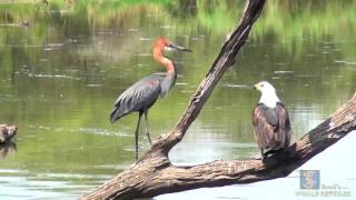 Goliath Heron vs African Fish Eagle [upl. by Aniram]