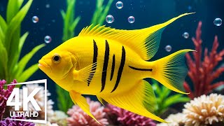 Aquarium 4K ULTRA HD  The Most Beautiful Fish In The World The Ultimate Underwater Escape [upl. by Annerol661]