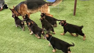 German Shepherd PUPPIES 8 weeks and DAD Play 2020 [upl. by Oicnecserc]