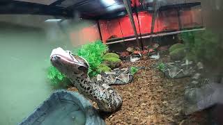 Gaboon viper and Rhino viper INSANE STRIKES Live feeding [upl. by Ykcir274]