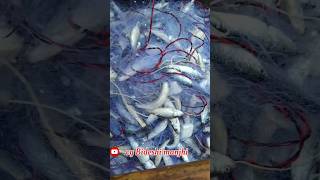 cg fishing fish firstvlogmekyabole cg [upl. by Lolita]