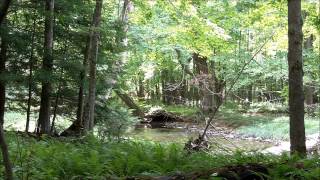 Relaxing forest sounds  One hour nature video of Pennsylvania Appalachia [upl. by Carlyn]