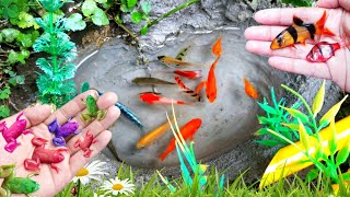 Amazing Fishing Catch Ornamental Fish Koi fish Betta fish Goldfish Catfish Animals Videos [upl. by Ahseenal]