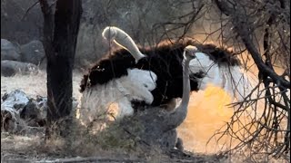 Ostrich Courting Dance  Botswana [upl. by Baggott]