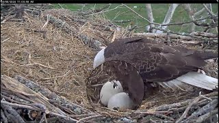 Hatch Progressing  Baby Eaglet Seen Moving in Shell  Scout Incubating  NCTC Eagles April 8 2024 [upl. by Ofelia]