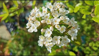 Burkwood Viburnum  Viburnum x burkwoodii one of the most fragrant shrubs for scented gardens [upl. by Raddy]