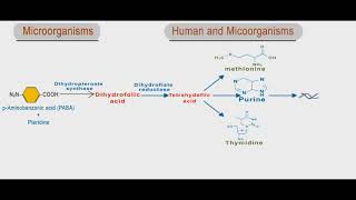 Sulfonamides and trimethoprim animation folic acid inhibitors [upl. by Nolos]