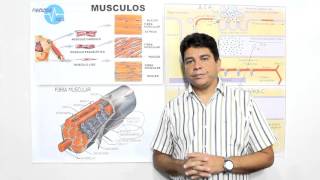 Contração Muscular  Fisiologia Fácil [upl. by Seidnac778]