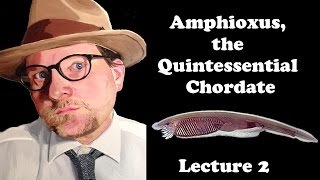 Lecture 2 Amphioxus the Quintessential Chordate [upl. by Nasar268]