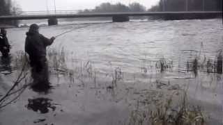 Salmon flyfishing River Kymi Langinkoski 24112012 [upl. by Nalat]