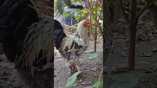 A ESTE GALLO LE DECIMOS CLAUDIO mexico cow vaca cowvideos birds chicken parrot art artist [upl. by Venus892]