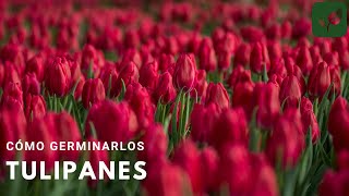 CÓMO GERMINAR TULIPANES [upl. by Ardnahs]