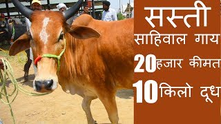 Low cost sahiwal cow at Jagraon Mandi Punjab [upl. by Warder]