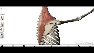 Levator scapula  rhomboid muscles action 1 [upl. by Wilburt]