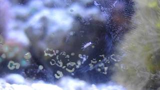 My reef micro crustacean [upl. by Willa141]