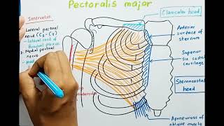 Pectoralis Major muscle  Origin  Insertion  Innervation  Actions [upl. by Acireed775]