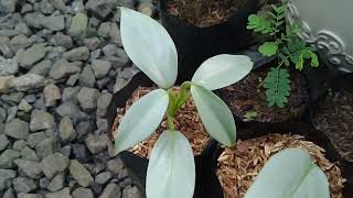 Update Tanaman Philodendron Silver Sword 1 Bulan Yang Lalu Setelah Di Cutting [upl. by Meerek]