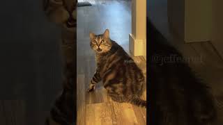 The end cat mycatchannel funny petschannel yourcat pets catchannel yourpet funnycats [upl. by Kirad]