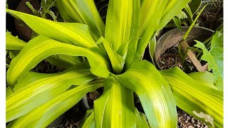 foliage plantsgreenplants naturelover home 🌷🌷 [upl. by Annuhsal175]