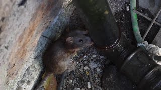 Officials Try to Curb Rat Problem at Famed Colosseum in Rome [upl. by Emmerie]