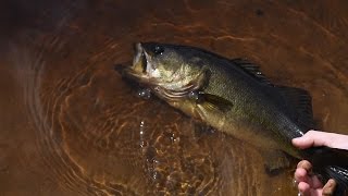 FISHING FOR BASS AND TARPON WITH LIVE SHINERS [upl. by Cran]