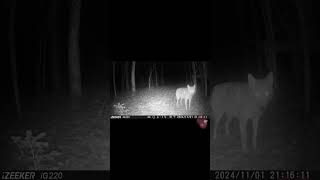 Mix coyotes du dernier mois coyote coyotes viralvideo [upl. by Aliekahs372]