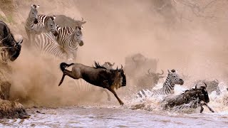 The Great Wildebeest Migration in Serengeti Tanzania [upl. by Absalom749]